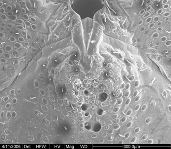 Media type: image;   Invertebrate Zoology 134690